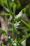 Cutleaf evening-primrose